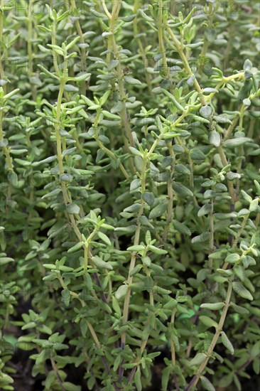 Common Thyme