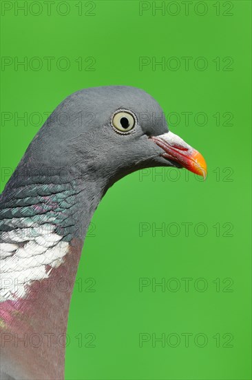 Common wood pigeon