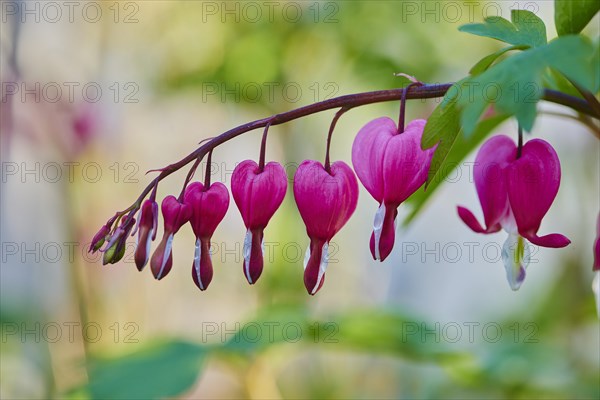 Bleeding heart or Asian bleeding-heart