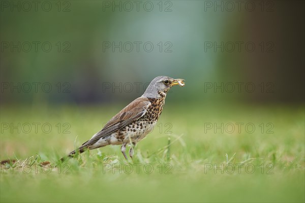 Fieldfare