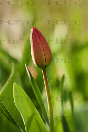 Red tulips