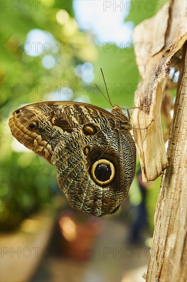 Forest giant owl