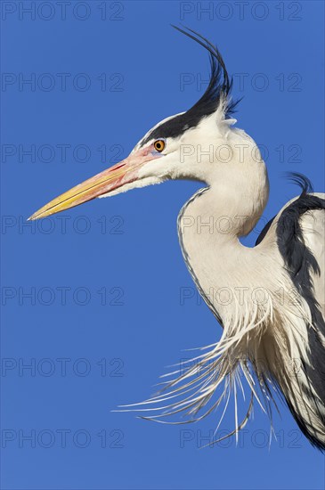 Grey heron