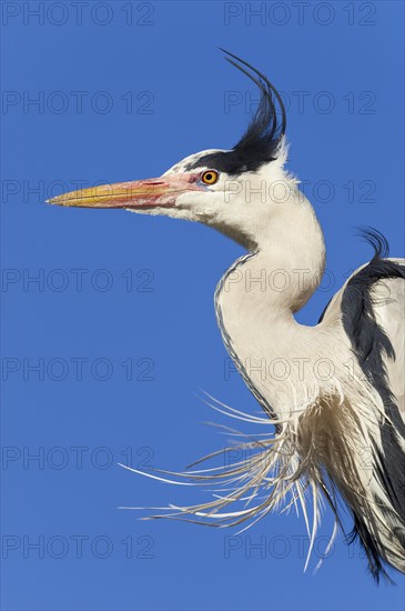 Grey heron