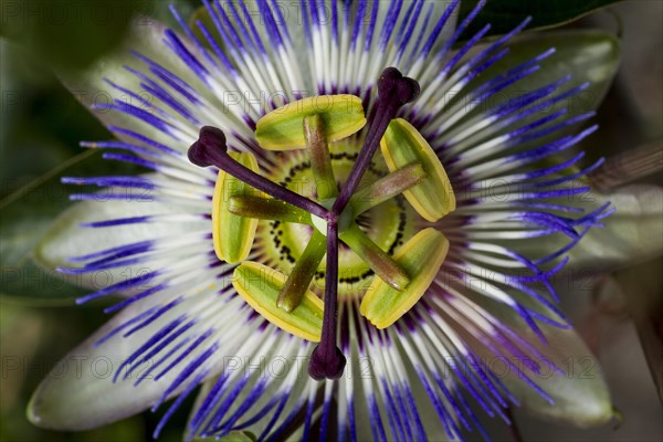 Blue passion flower