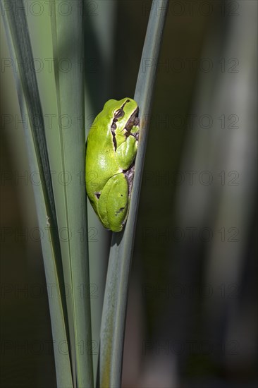 European tree frog