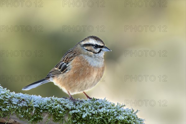 Rock Bunting