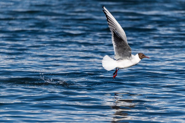 Black-headed gull