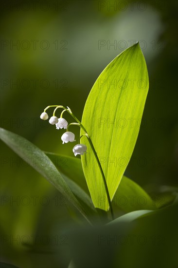 Blooming Lily of the valley