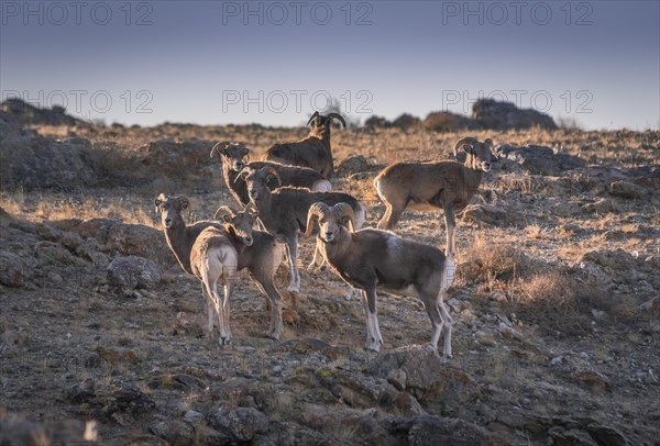 Herd with Mongolian Bighorn sheep