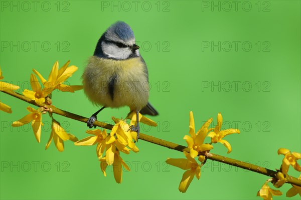 Blue tit