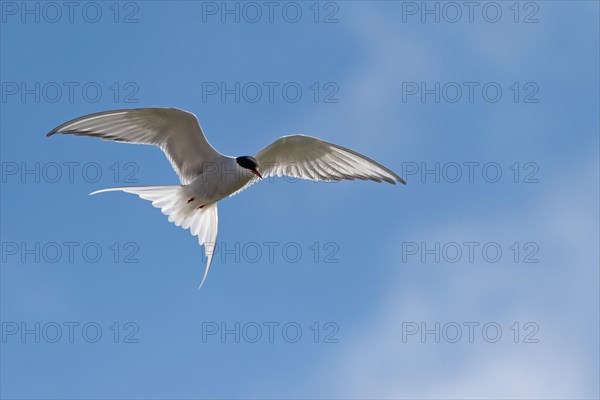 Arctic tern