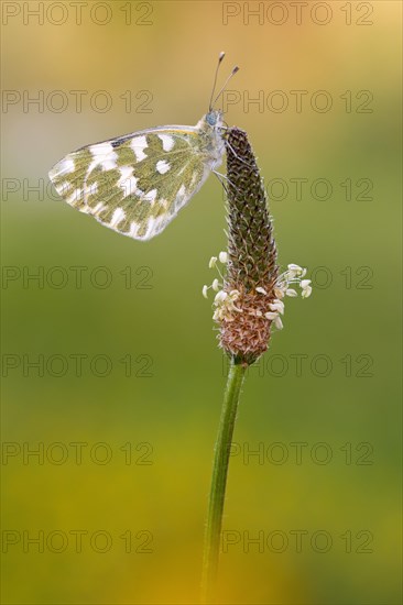 Eastern Bath White