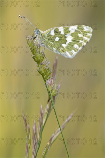 Eastern Bath White