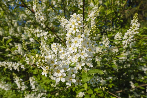 European Bird Cherry