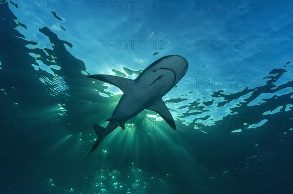 Blacktip shark