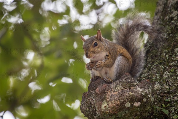 Eastern gray squirrel