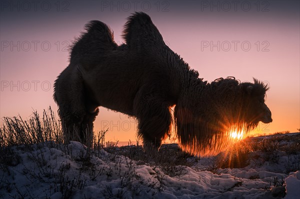 Male Bactrian camel