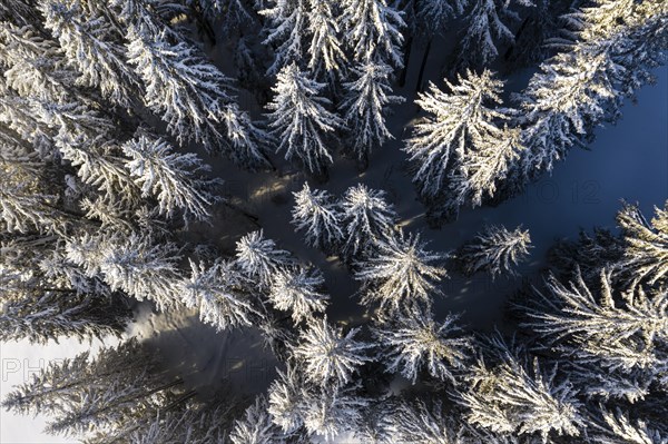 Snow-covered trees