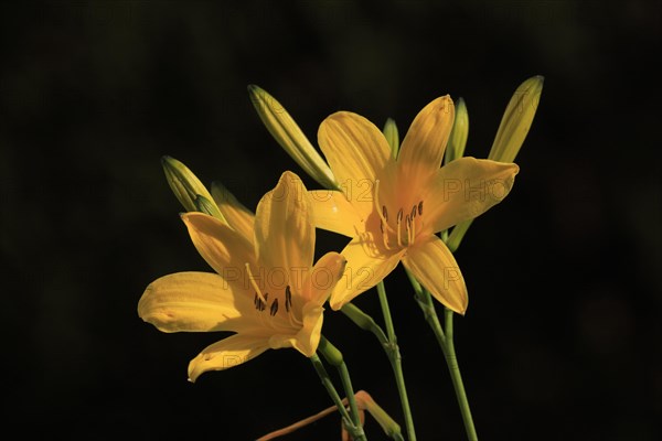 Yellow daylily