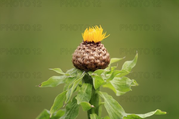 Globe knapweed