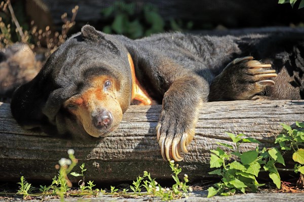 Sun bear