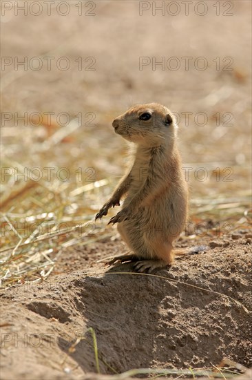 Black-tailed Prairie Dog