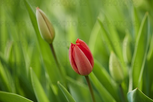 Red tulips