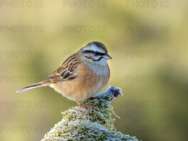 Rock Bunting