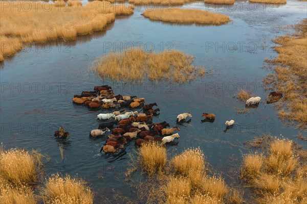 Herd of horses running through the water