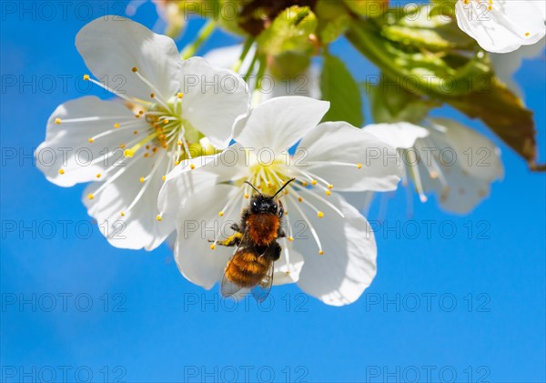 Tawny mining bee