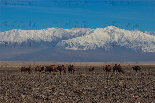 Bactrian camels