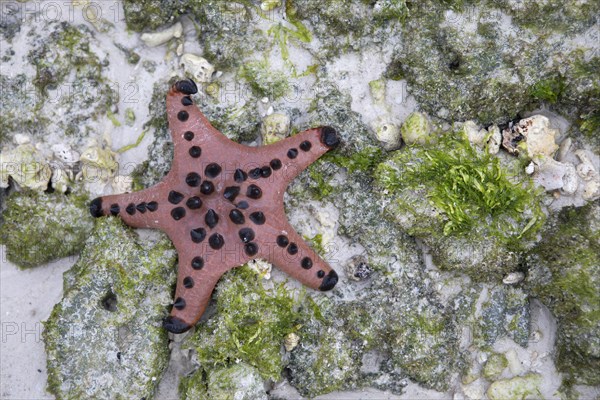 Chocolate Chip Starfish