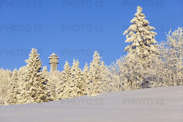 Snow-covered fir trees with Feldberg tower