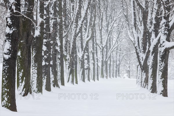 Kastanienbaum-Allee