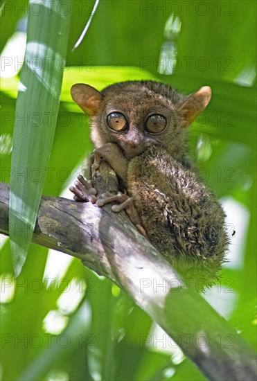 Philippine tarsier