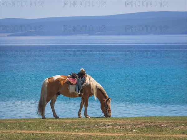 Saddled Domestic Horse