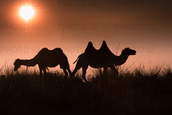 Silhouettes of two Bactrian camel
