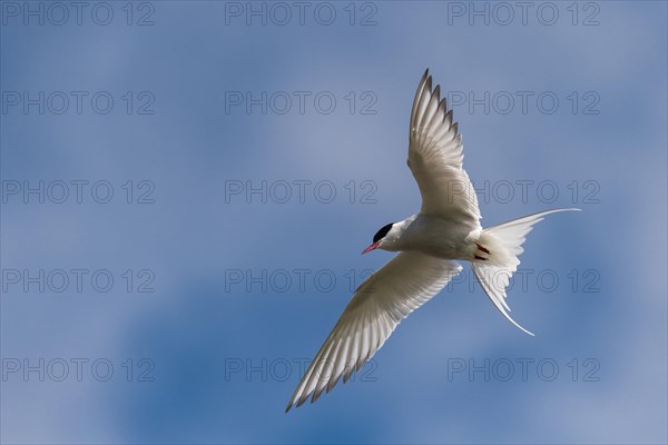 Arctic tern