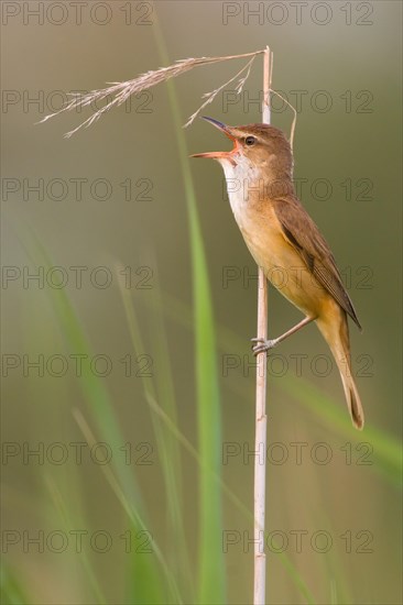 Great Reed Warbler