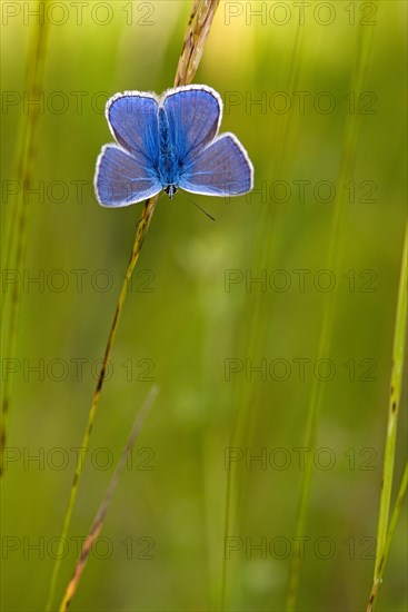 Gossamer winged butterfly