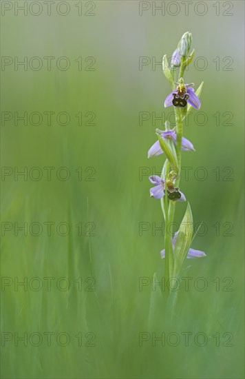 Bee orchid