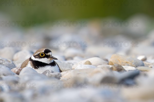 Brooding Little ringed plover