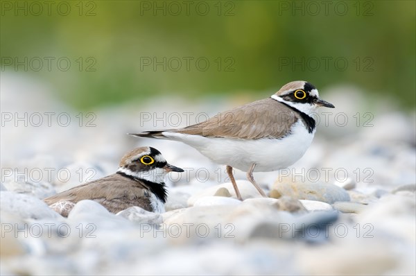 Breeding bird pair