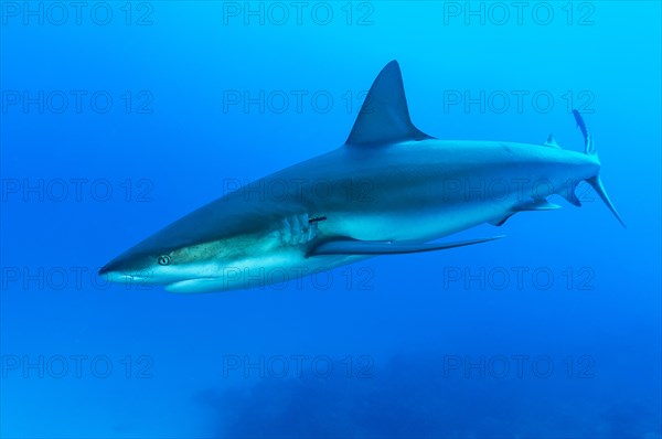 Blacktip shark