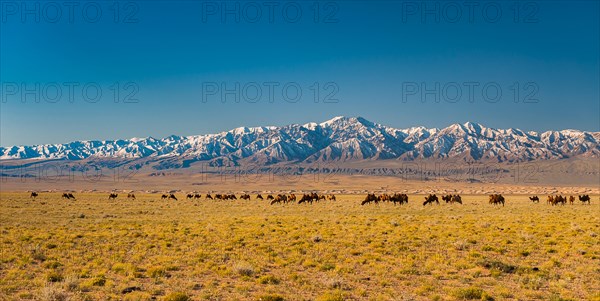 Herd of camels