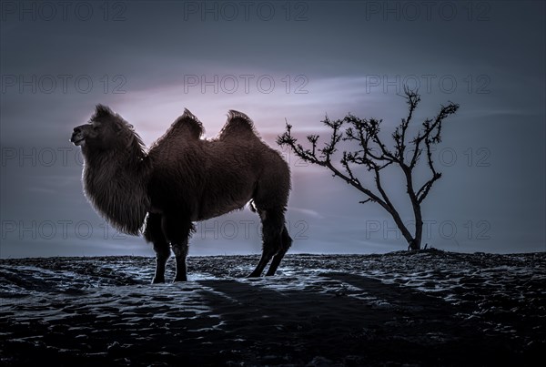 Bactrian camel