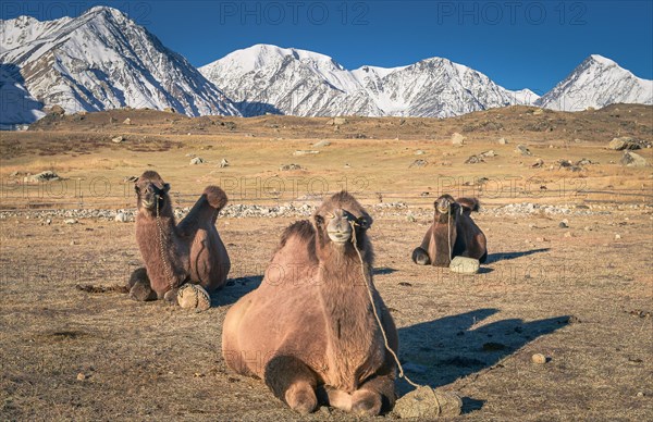 Camels lying on the ground