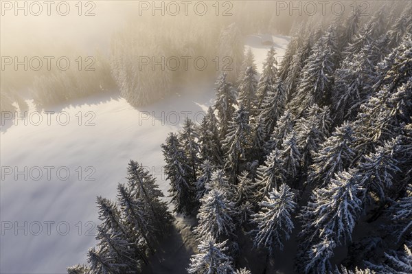Snow-covered trees on a mountain slope