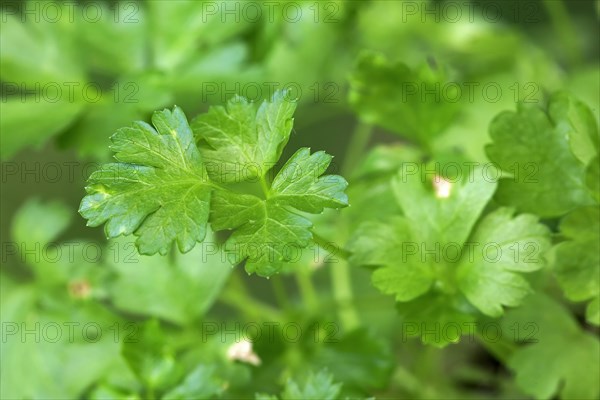 Parsley smooth